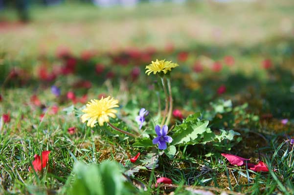 ����s�紺�����ʯȪ��һ���s��