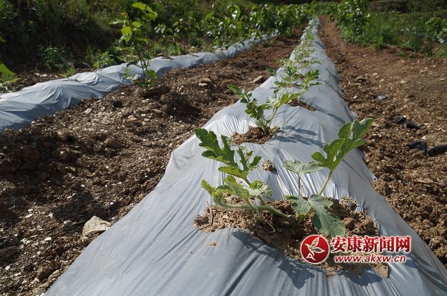 ��һ������L(zh��ng)��(sh��)ϲ�����Y���ֽ�B���@��һ�N�� �����۵ă�(y��u)�|(zh��)����Ʒ�N��Ŀǰ�Ј�(ch��ng)ϡȱ���ۃr(ji��)����(hu��)������ͨƷ�N���ϡ�.JPG