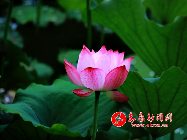 ƽ���������������Íu�Ϻɻ��_