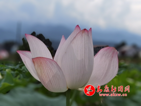 �h��p���(zh��n)����ɏС�(zh��n)ǧ���ɻ�����`��