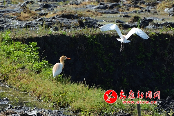 ˮ��ĮĮ �w�B(ni��o)�輯