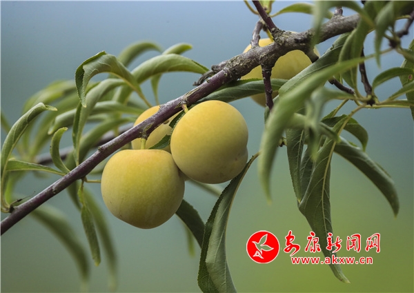 �Gɫ������ �С������