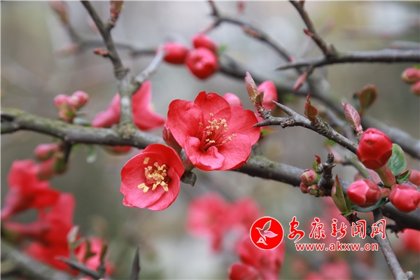 ���ް�ɽ��ϡֲ��@���Ļ��M(j��n)���p����