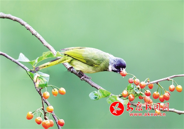 ���;���̤��ȥ �G��(sh��)�t�ꊙ����(l��i)