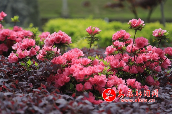 ����ֲ��@���N��ʢ�_(k��i)