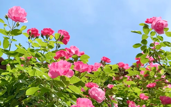 �Nޱ���_(k��i)�M�Ƿ� ���������ΝM��