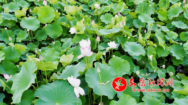 ǧ���ɻ�ʢ�_(k��i)