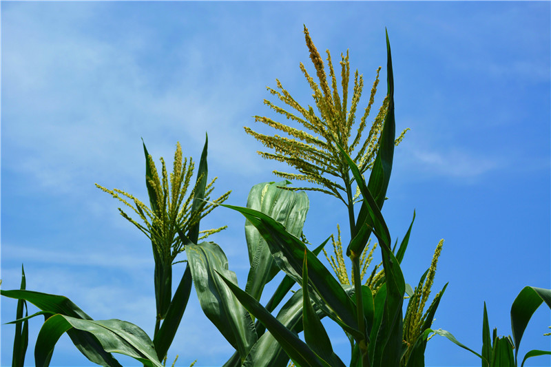 ��ʏ?f��)����Ͼ�?qi��ng)�ľG